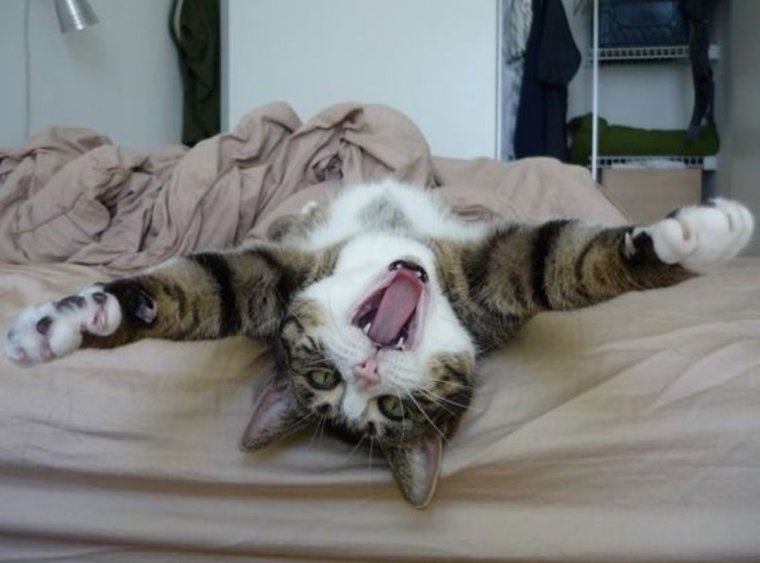 5 Утра запевай Расцветали мясо и сметана