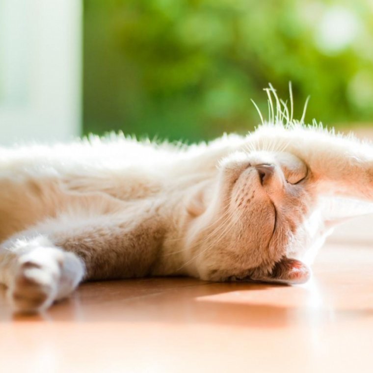 Коты хоба Дабл хоба