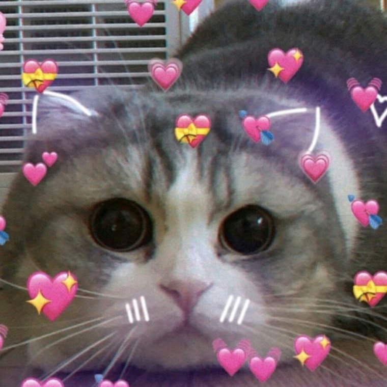 Доброе утро котенок