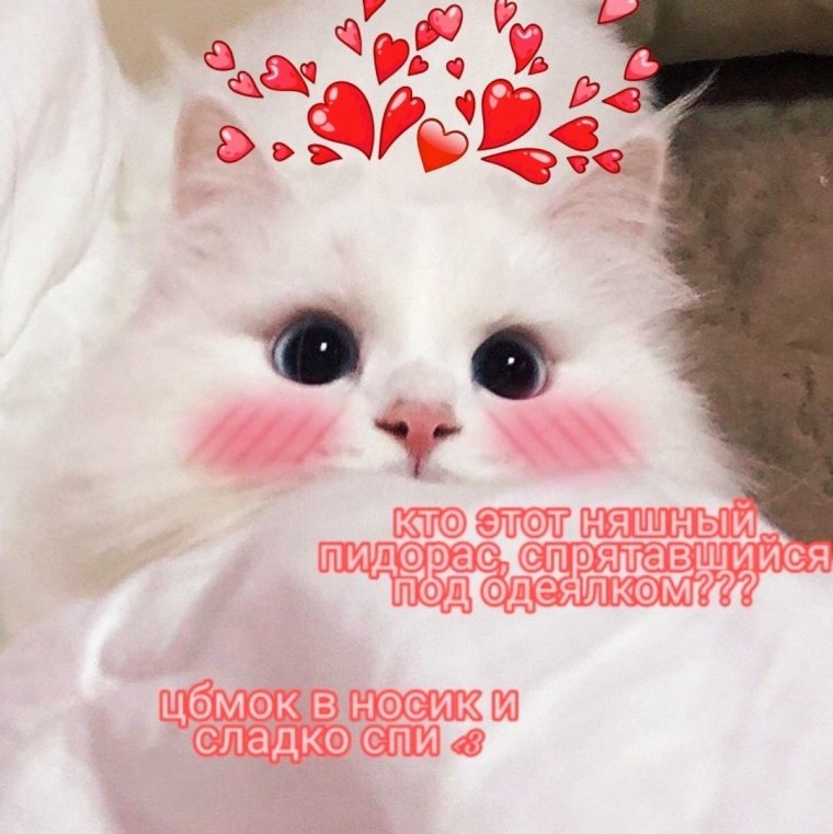 С добрым утром котики