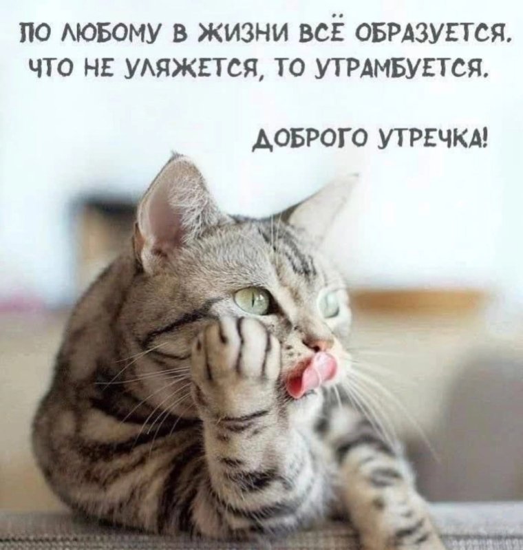 Доброе утро с котом прикольные