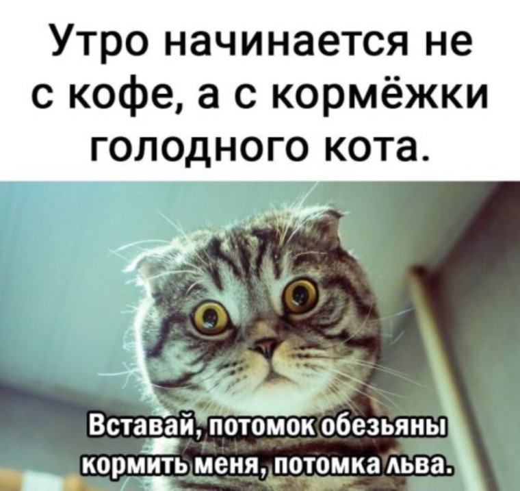 Смешные кошки