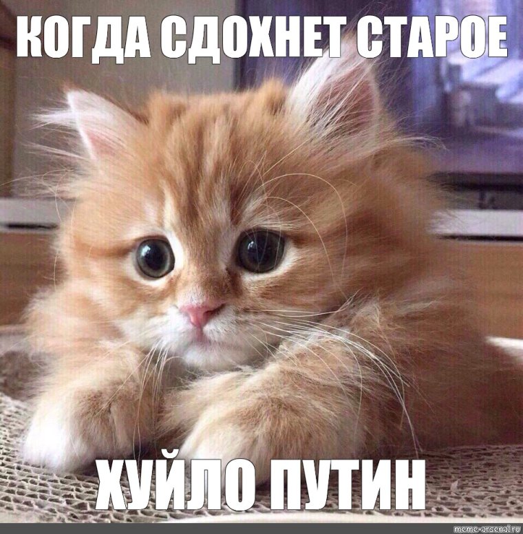 Доброе утро пикчи с котиками