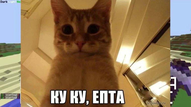 Доброе утро котенок