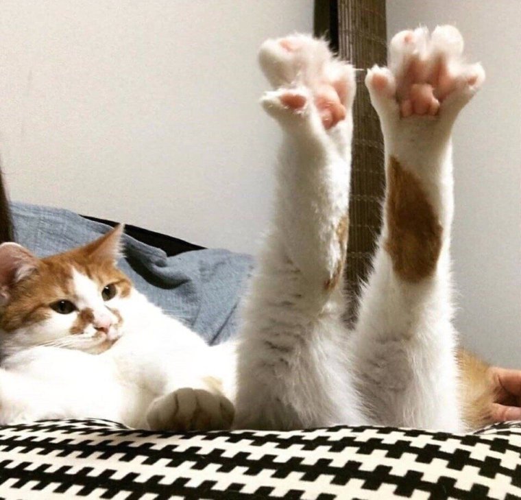 Доброе утро смешные