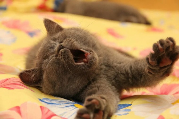 Котик пьет кофе