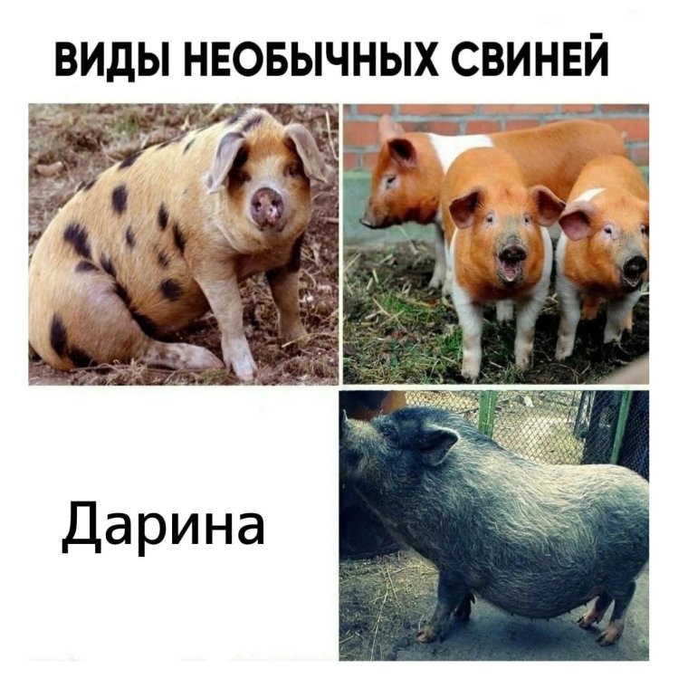Безмозглая Вика