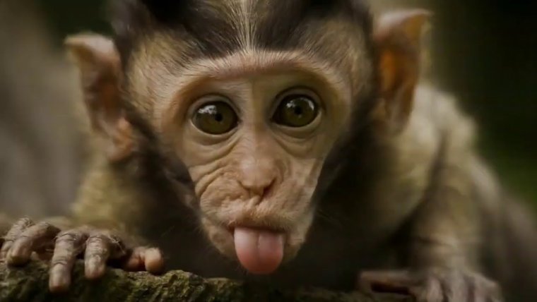 Прикольные обезьянки с надписями