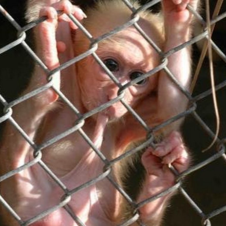 Золотая фига