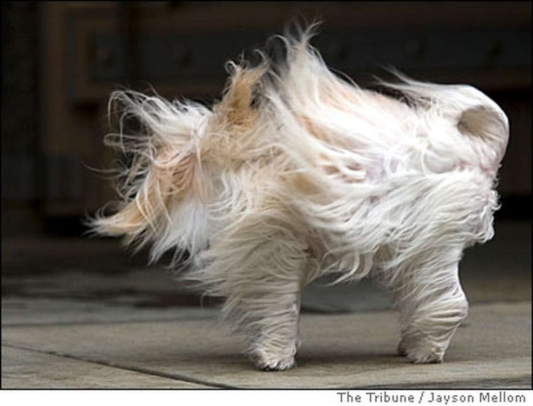 Сильный ветер смешное