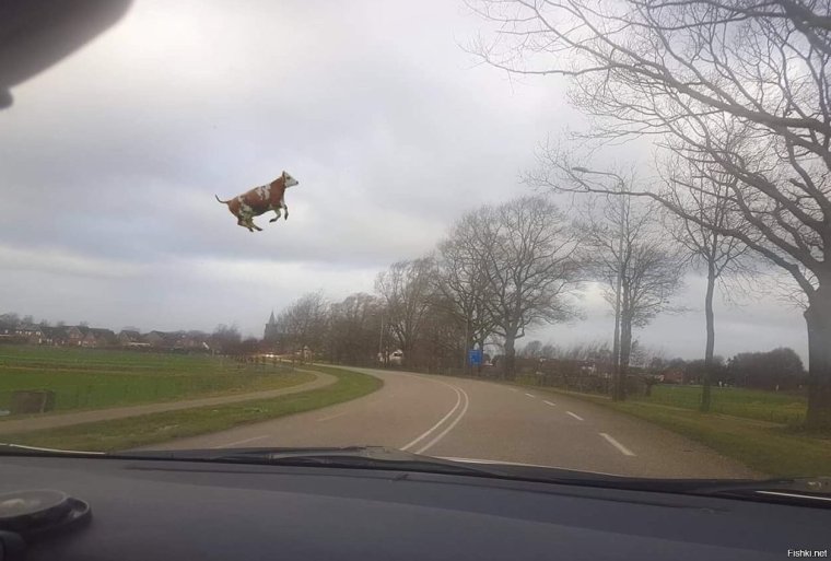 Корова в смерче