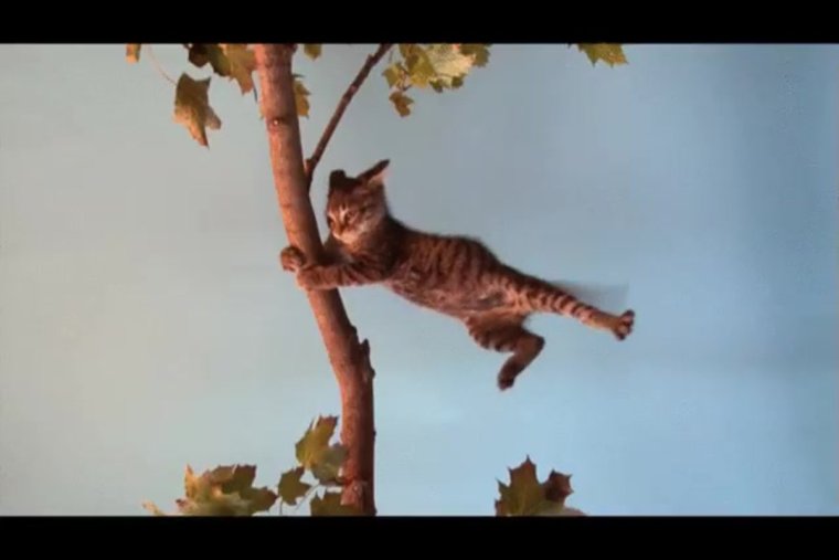 Кота сдувает ветром