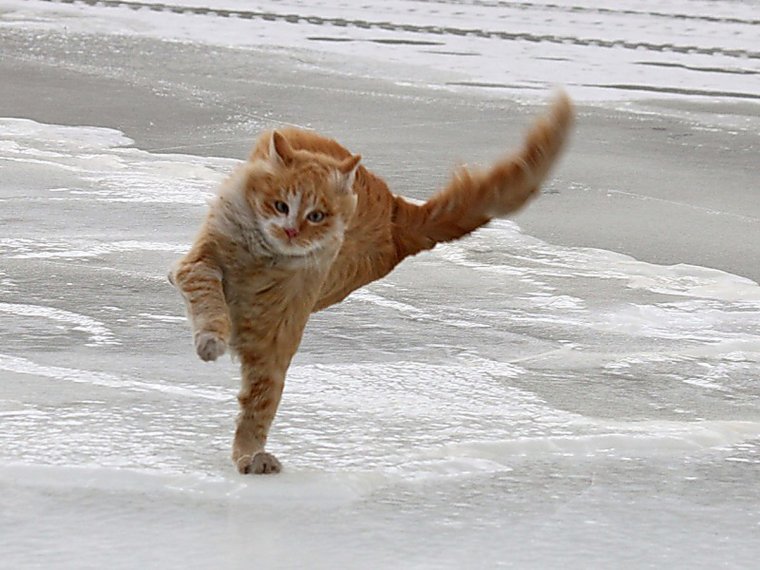 Кота сдувает ветром