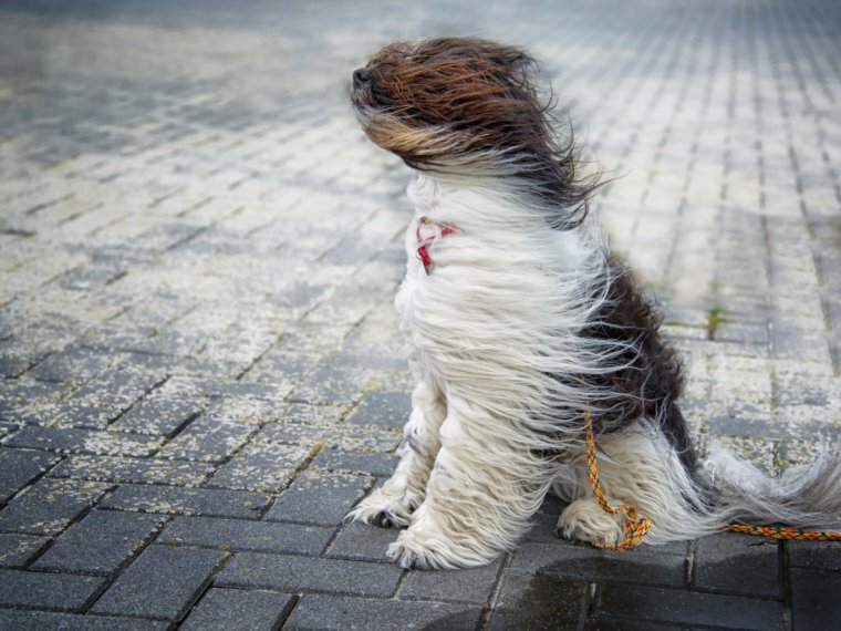 Человек ветер