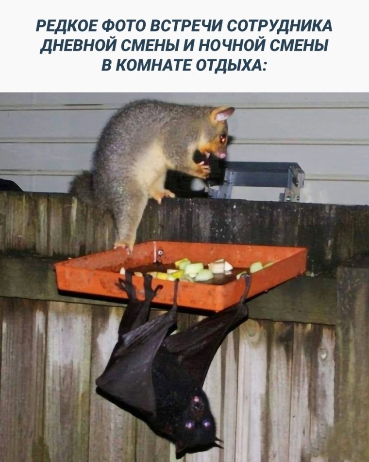 Ночь собирается и начинается мой дожор