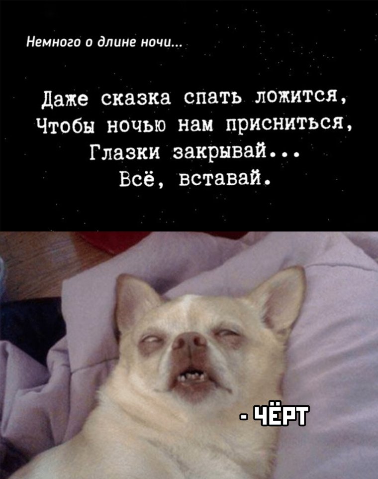 Мемы с котами