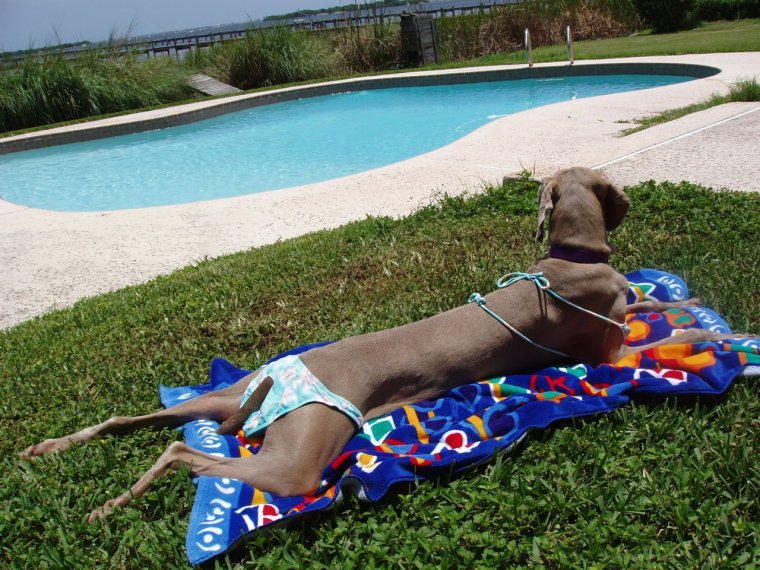 Собака загорает