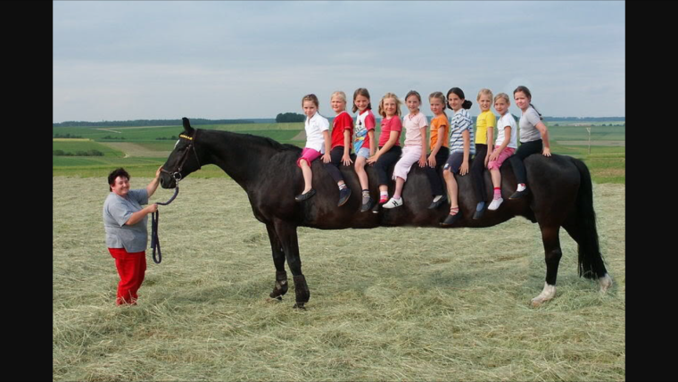 Демотиваторы про лошадей