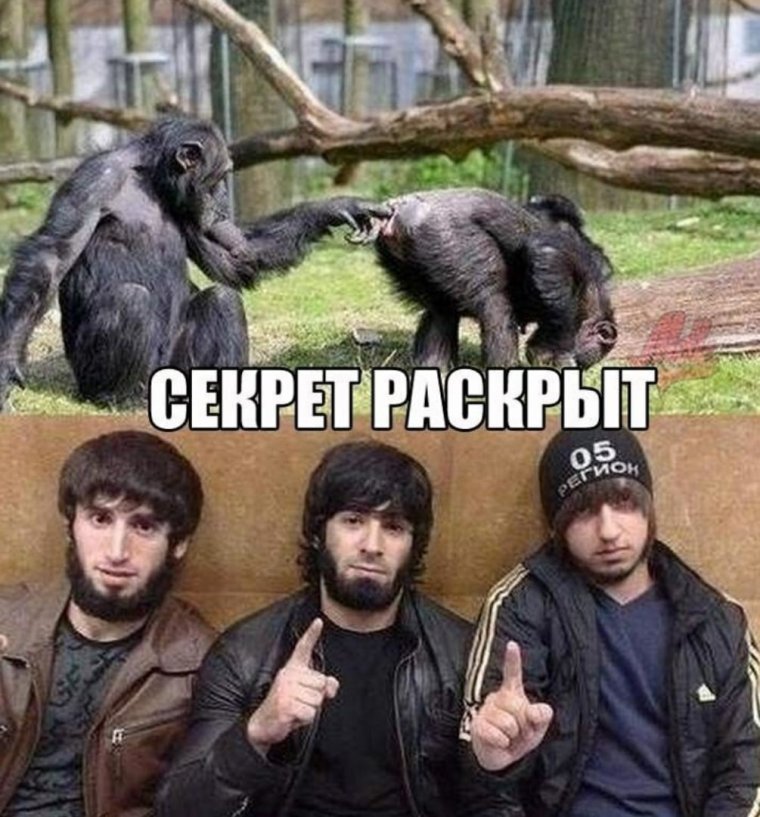 НОХЧО Борз 95