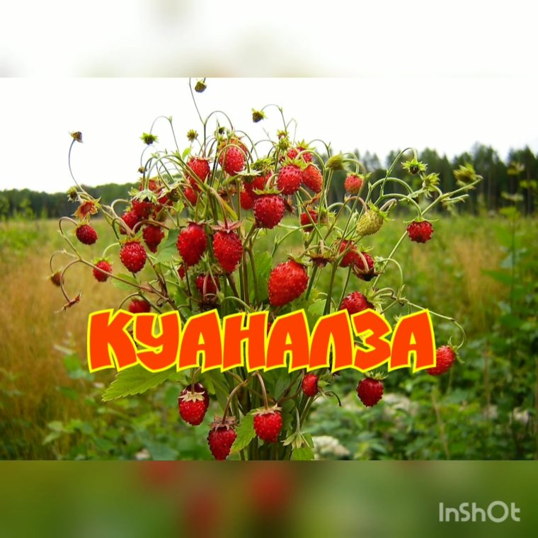 Шачмы кечи Доно это