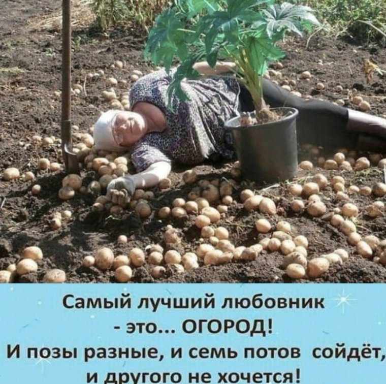 Пьют чай на даче
