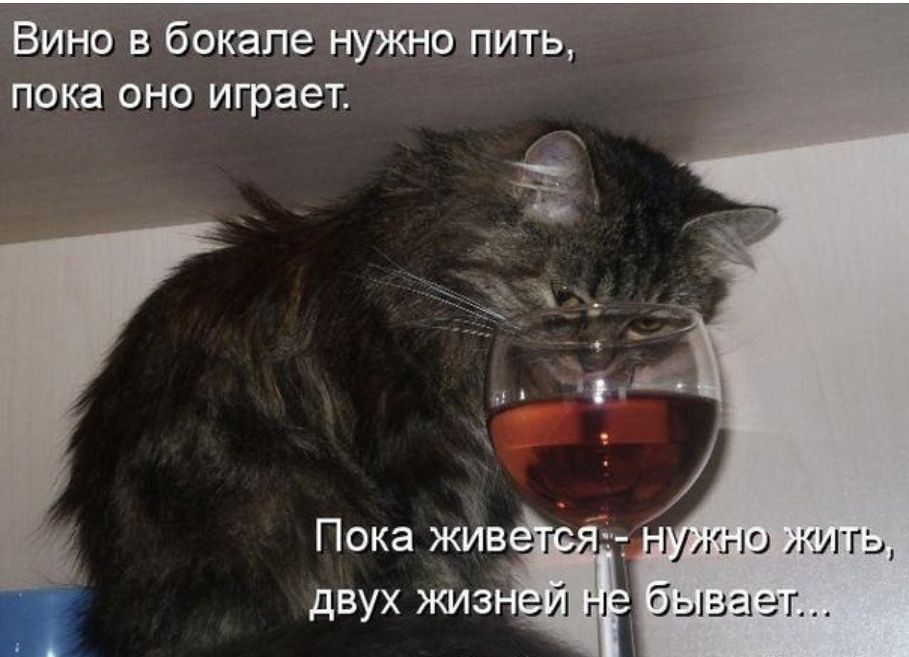 Я пил и пропускал. Жизнь прекрасна приколы. Кот с вином. Жизнь прекрасна и удивительна если выпить предварительно. Открытка надо выпить смешная.