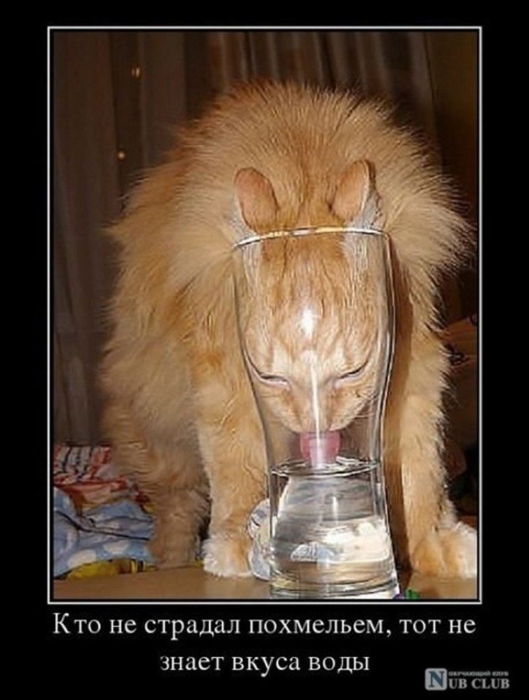 Похмелье приколы