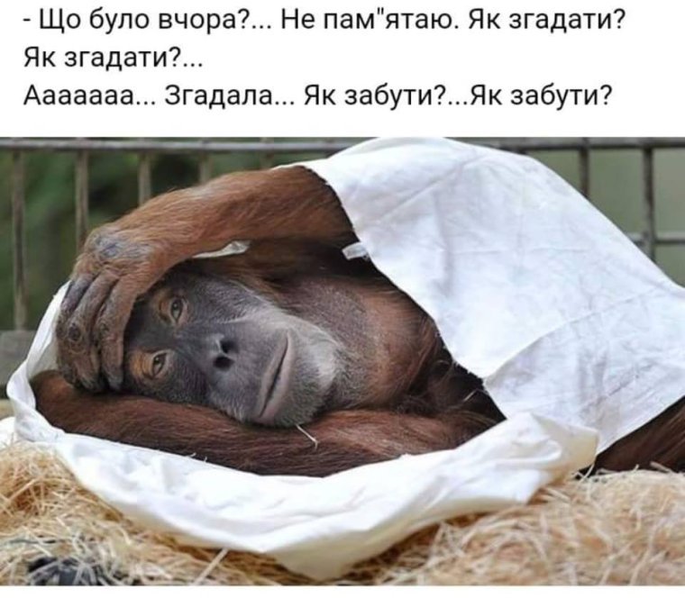 Похмелье Мем