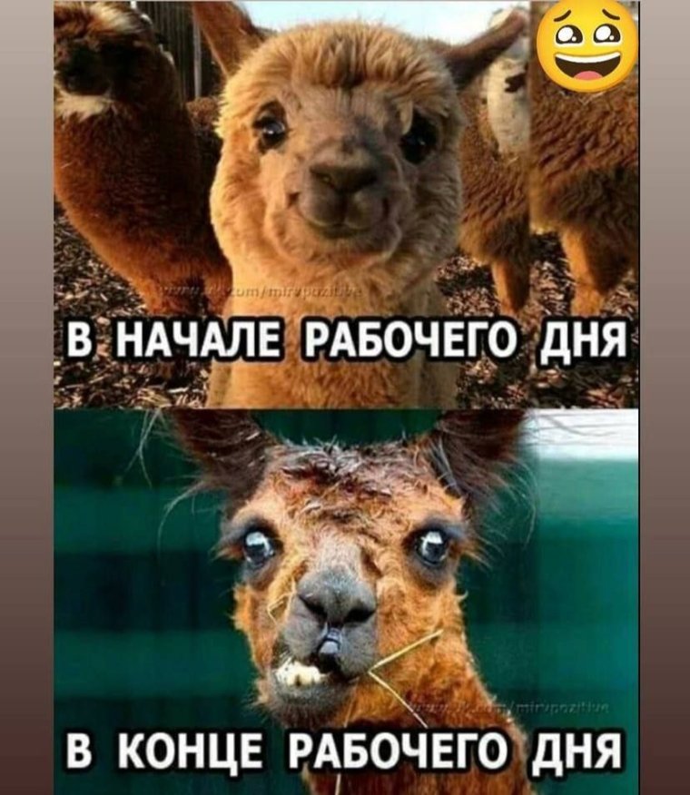 Открытки с добрым утром воскресенья прикольные