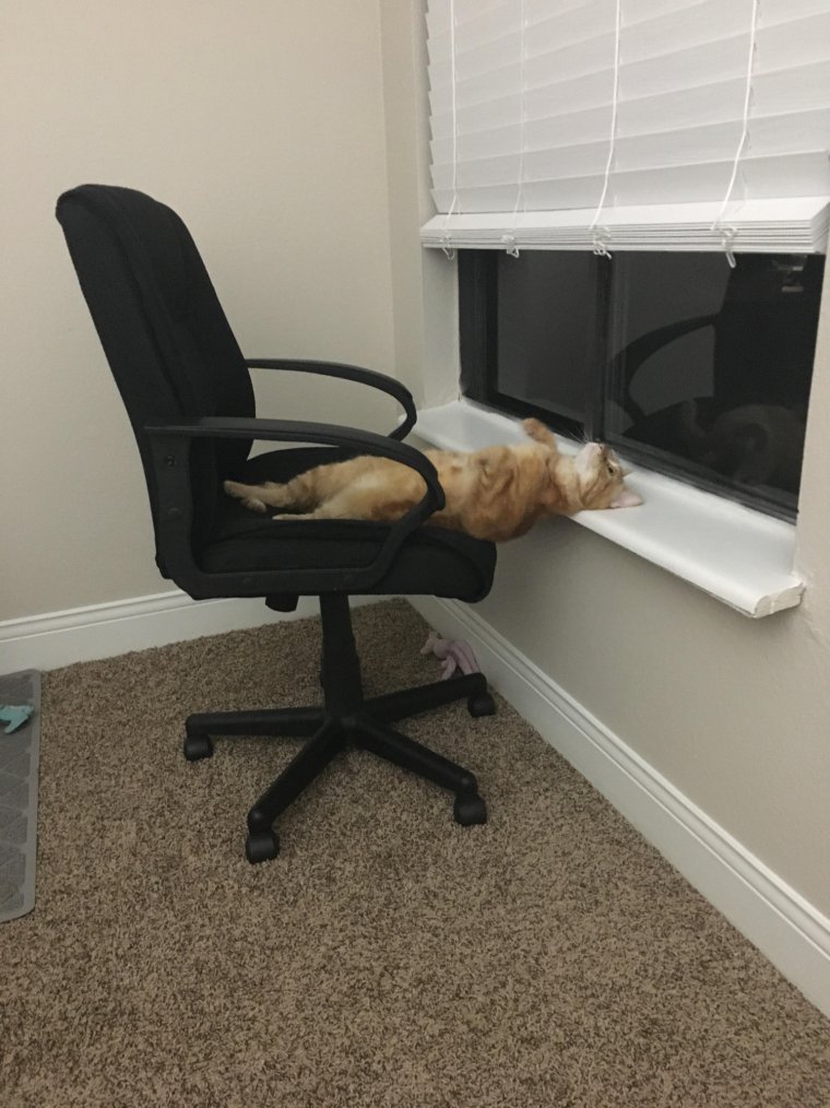 Лень юмор цитаты