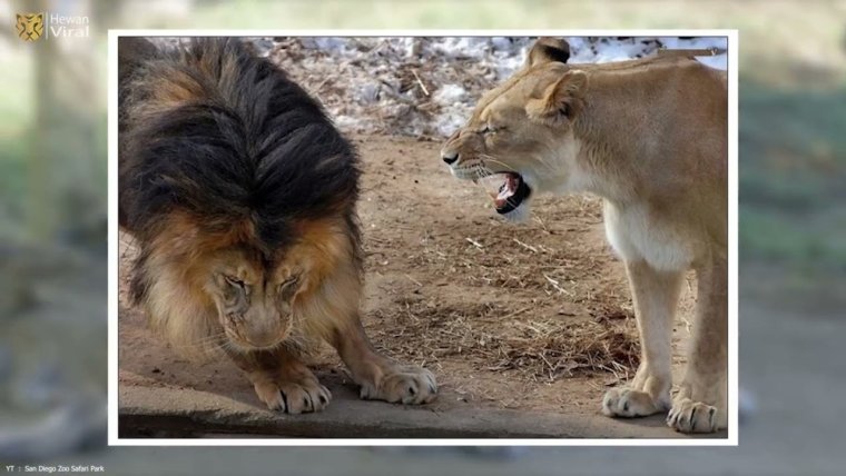 Подкаблучник рисунок