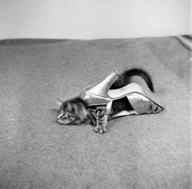 Афоризмы о женских ножках