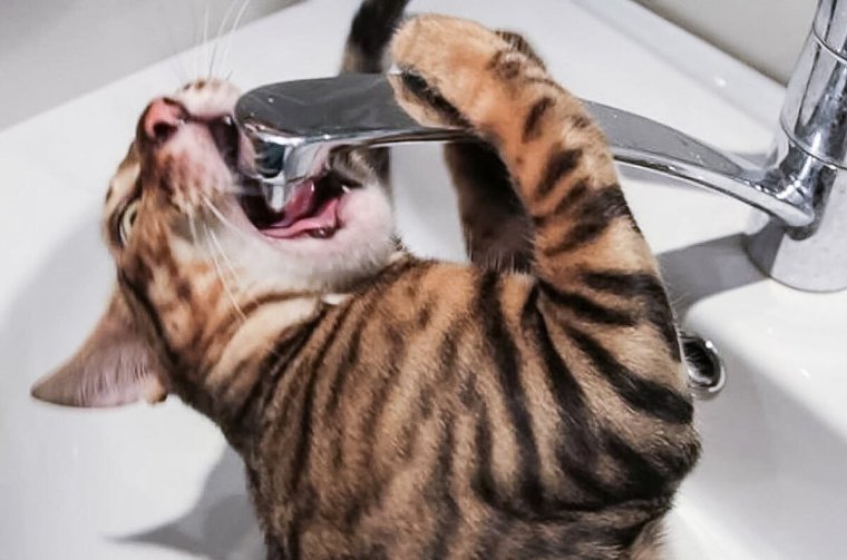 Кот пьет из под крана