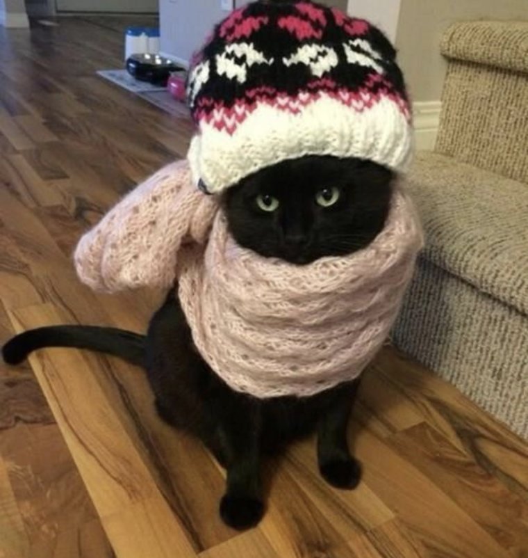 Шапочки для котиков