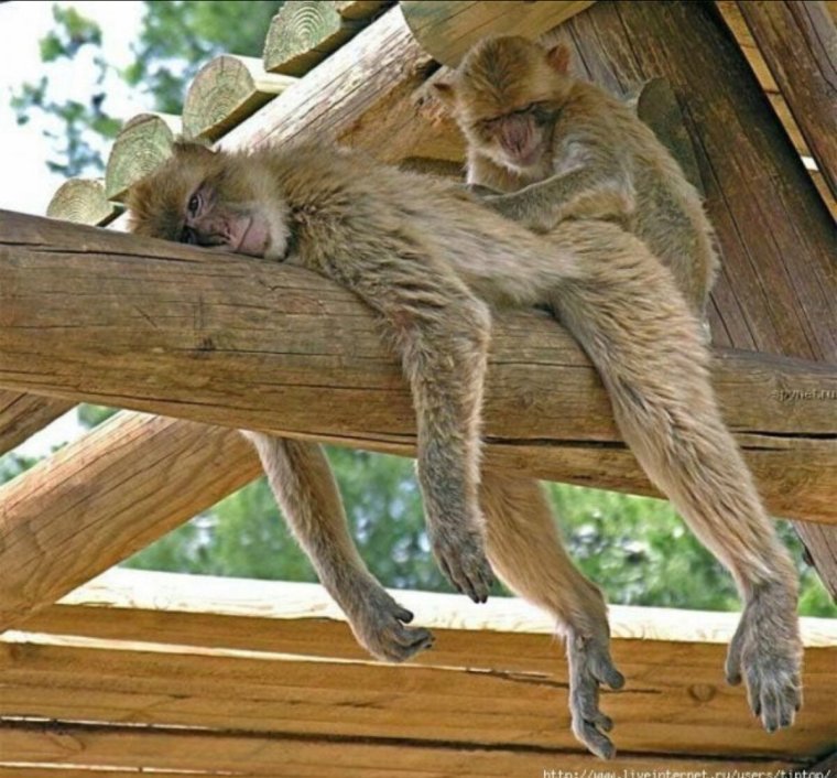 Обезьянка массаж