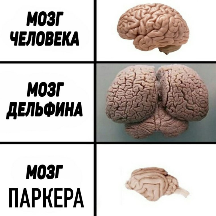 МОЗ Дельфин АИ человека