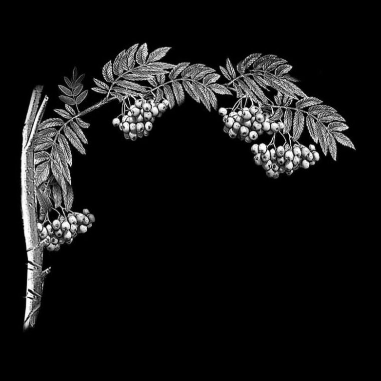 Деревья для гравировки на памятниках