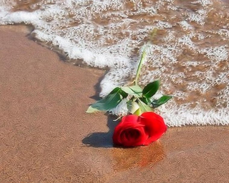 Роза на песке