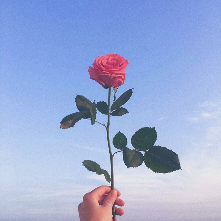 Роза в руке