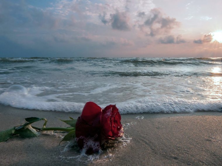Розы на берегу моря