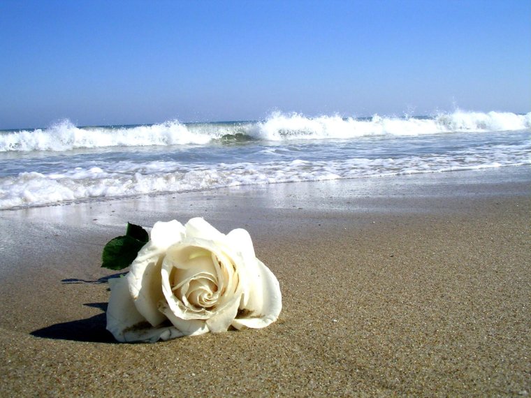 Цветы на берегу моря