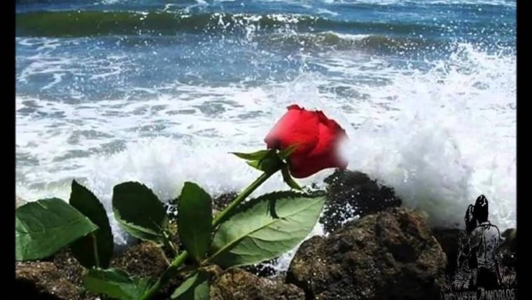 Розы на берегу моря