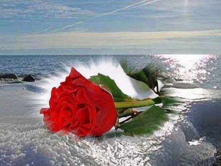 Розы на фоне моря