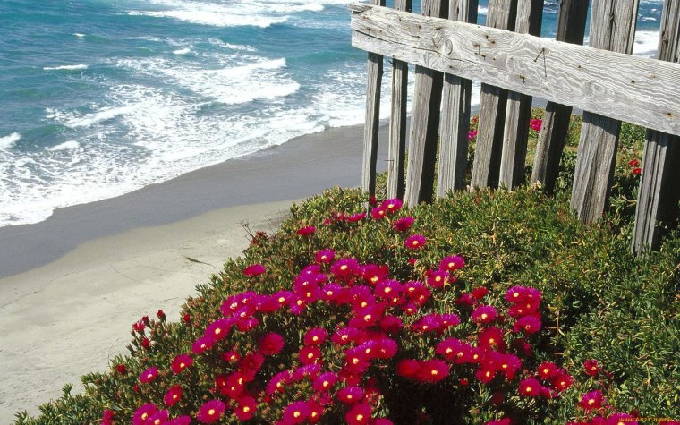 Море цветов