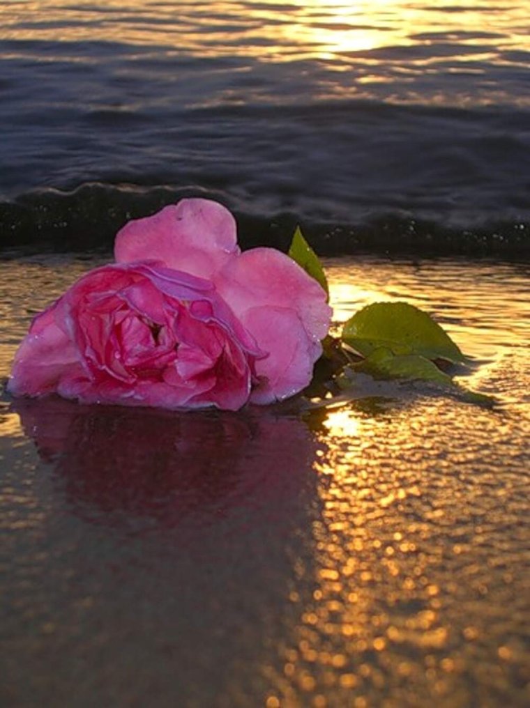 Лепестки роз на песке