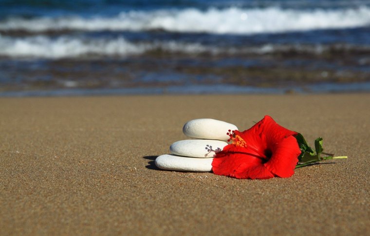 Розы на фоне моря