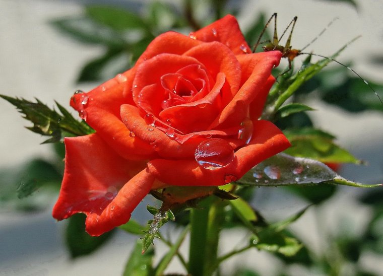 Цветы на фоне моря