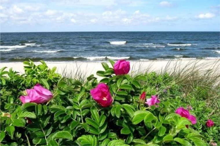 Лепестки роз на берегу моря