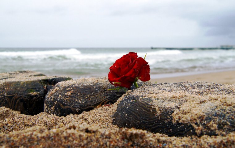 Одинокая роза на пляже фото