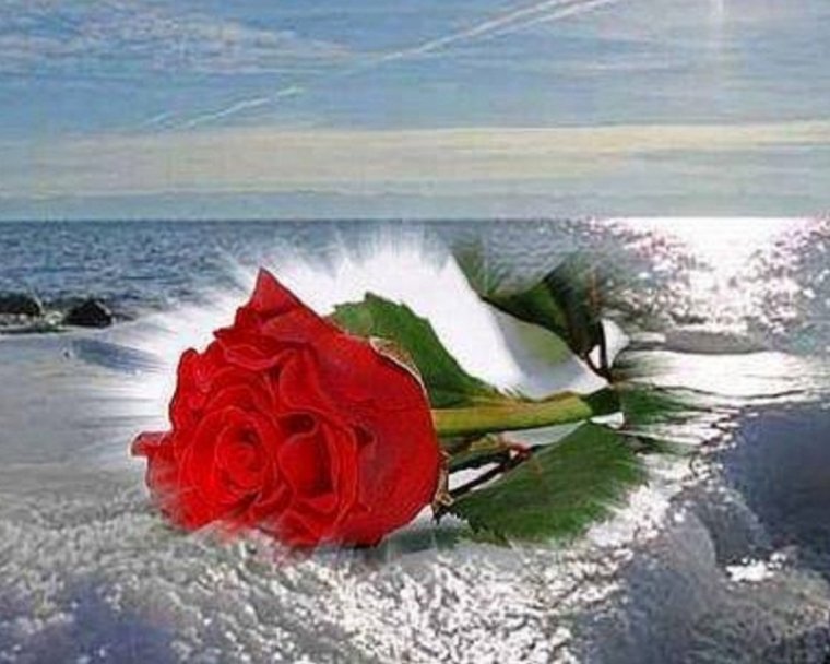 Турция море цветы